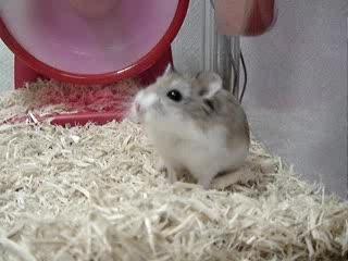 Hamster-roue