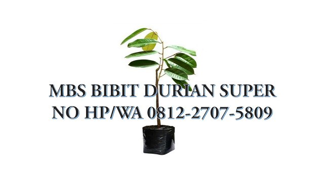 GROSIR, WA 0812-2707-5809, Bibit Durian Alasmalang Sulawesi Selatan