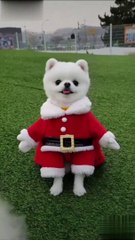 Cute dog on Christmas | Merry Christmas Whatsapp Status | Cute WhatsApp status