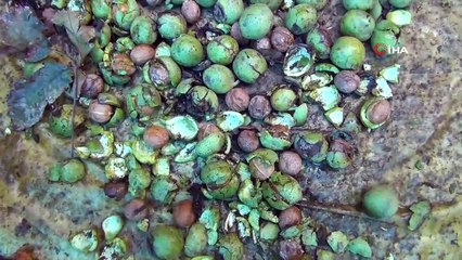 Oğuzlar cevizi coğrafi işaret tescili aldı