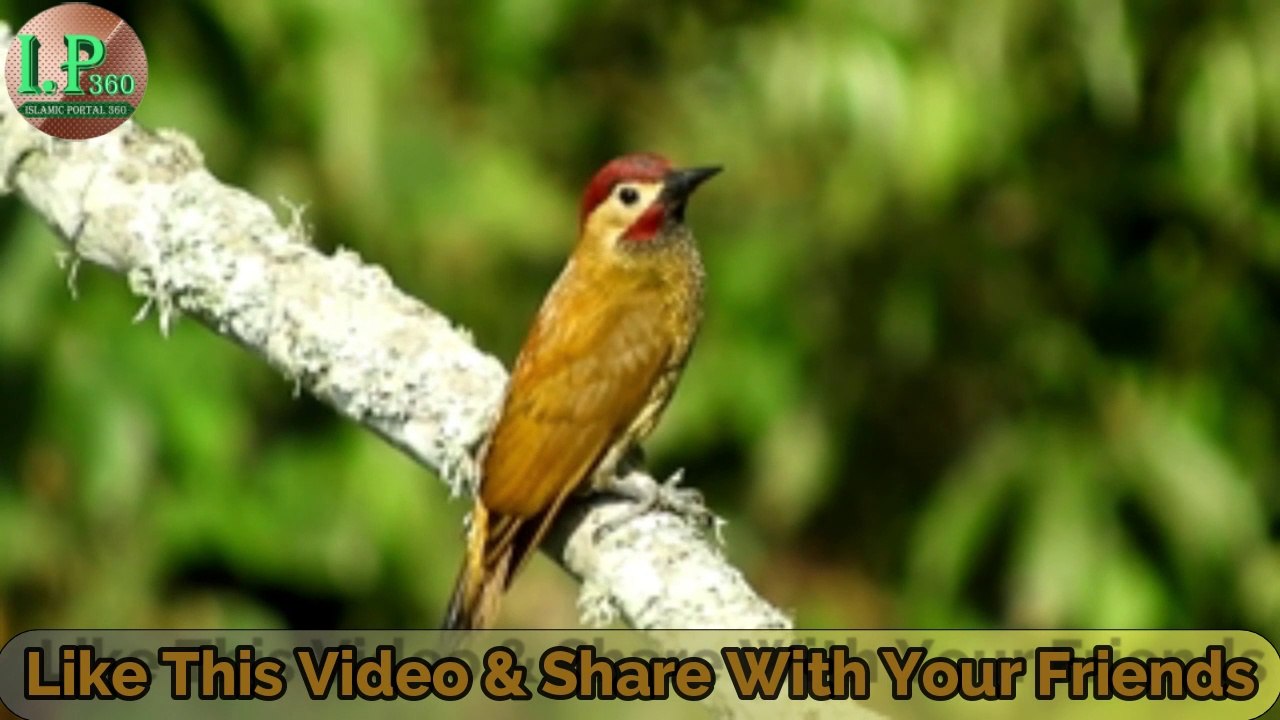 Very  Beautiful Quran Recitation | Heart Touching Voice | Must Listen | By Dr. AS ||  Islamic Portal 360 ||