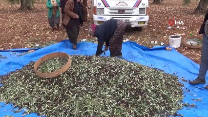 Kilis'te zeytin hasadında sona gelindi
