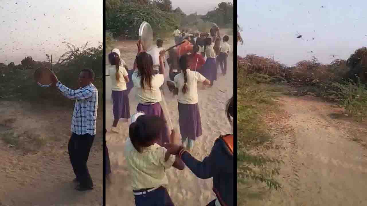Watch Video: बेबस किसानों की फसलें बचाने यहां शिक्षक लगे हैं टिड्डियां भगाने