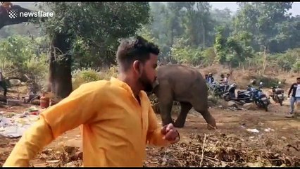 Elephant gatecrashes picnic party, drives away revellers and eats food in India