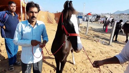 4 महीने 10 दिन का आलिशान का पोता आया पुष्कर मेले में little cute colt at pushkar horse fair 2019