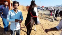 4 महीने 10 दिन का आलिशान का पोता आया पुष्कर मेले में little cute colt at pushkar horse fair 2019