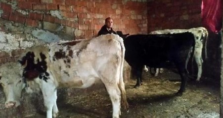 İkisini krediyle aldığı dört ineği çalındı