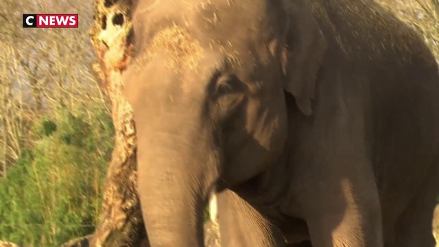 Succès de la collecte pour acheter un zoo et libérer les animaux