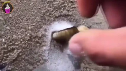 Awalnya Pria Ini Mencangkul Pasir Dan Menyiraminya Dengan Air, Tapi Tak Lama Kemudian Keluarlah Binatang Aneh Ini!