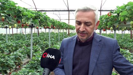 Topraksız çilek üretimi her geçen gün yaygınlaşıyor