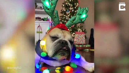 Ce chien déteste noel !