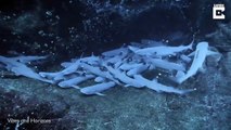 Des dizaines de bébés requins dorment à l'abri dans une grotte sous marine !