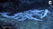 Des dizaines de bébés requins dorment à l'abri dans une grotte sous marine !
