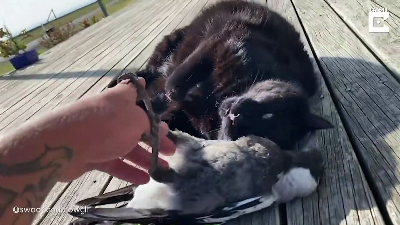 Un chat et une pie sont meilleurs amis... Improbable !