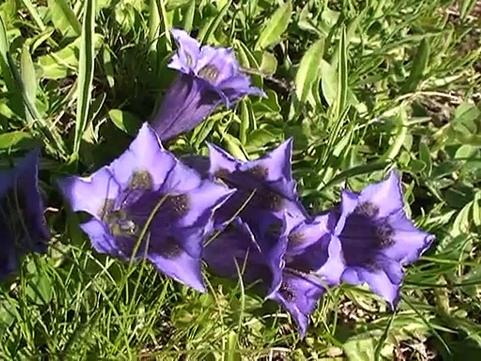 Ronde des Lacs sur le Plateau d’Emparis – Besse-en-Oisans 38142