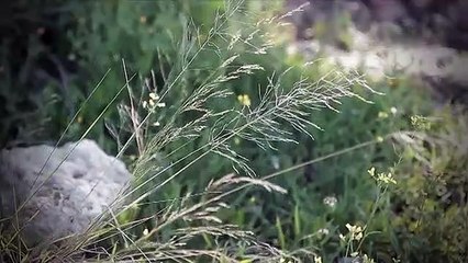 Meninos de parte nenhuma, de Isabel Noronha y Vivian Altman (trailer)