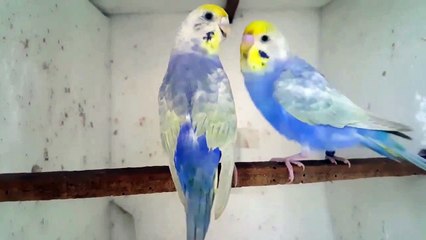 rainbow budgies parrot