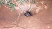 Rat digs a hole ,  चूहा बिल कैसे खोदता है/ mouse does hard  work / चूहे के बिल/nature  art/  nature  beauty