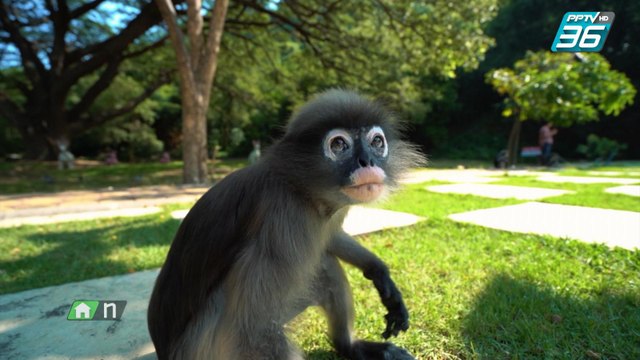 ดูเพลินๆ | น่ารัก...หน้าทะเล้น “เจ้าค่างแว่น” เขาล้อมหมวก | เที่ยวให้สุด สมุดโคจร EP.13