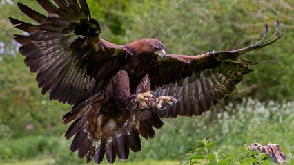 Este águila real, entrenada para cazar, 'caza' a una niña de 8 años