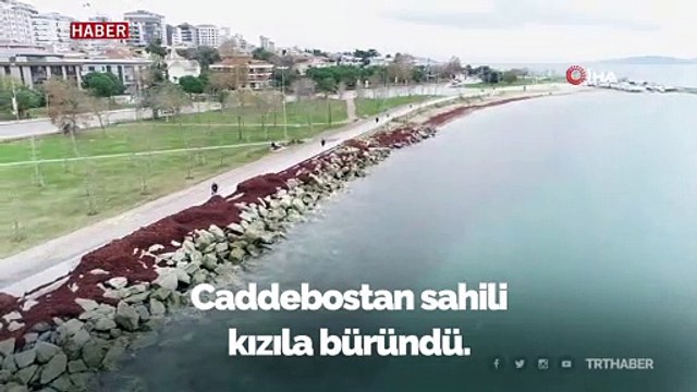 Caddebostan Sahilini kırmızı yosunlar kapladı