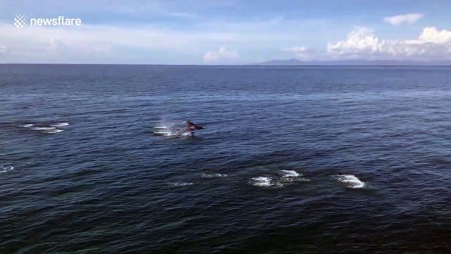 Pod of dolphins swim alongside boat in the Philippines