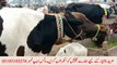 Information of different types of beautiful cows in janwar mandi doli shaheed