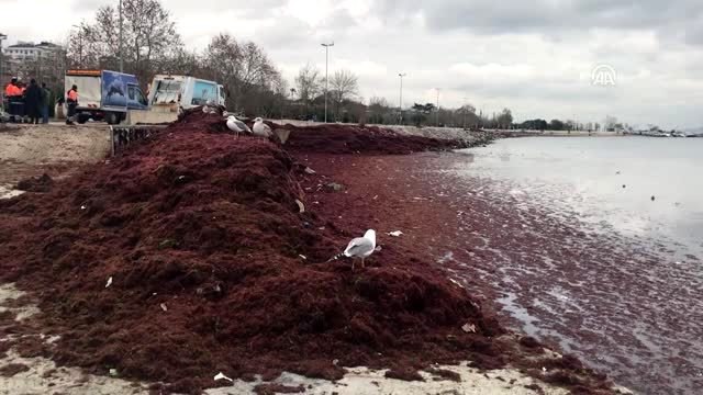 Kadıköy Caddebostan Sahili'ndeki yosunlar temizleniyor