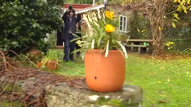 Dos peregrinas japonesas adoptan a un perro abandonado que las acompañó durante el Camino de Santiago