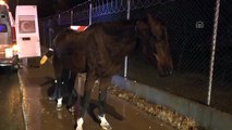 Yaralı at, duyarlı vatandaşın çabasıyla kurtarıldı - ANKARA
