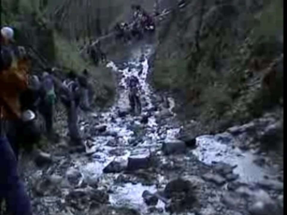 la salamandra