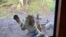 فيديو: لحظة هجوم نمر في حديقة حيوان على طفل صغير