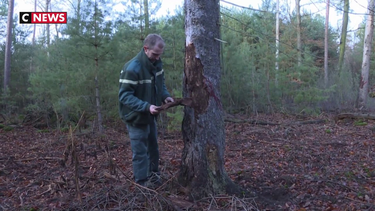20 ans après la tempête Lothar, les forêts alsaciennes renaissent doucement