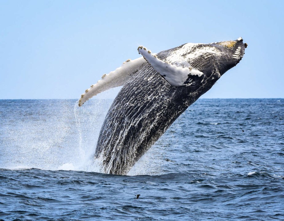 Esta ballena de 40 toneladas salta del océano como si fuera un delfín