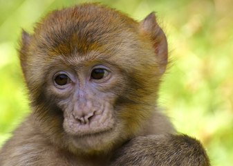 ¿Todavía no has visto a este mono que roba una bicicleta para escapar de un perro?
