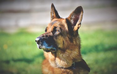Este perro policía derriba así a un sospechoso durante un arresto en EE.UU.