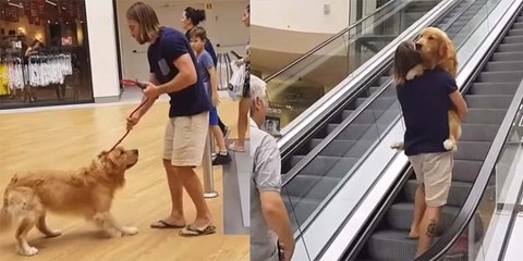 Mascotas: carga 'como a un bebé' a su perro asustado para subir la escalera mecánica