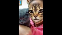 Dog & Cat Reaction To Mask Filter - Funny Dogs & Cats Scared Of Cat Mask Filter