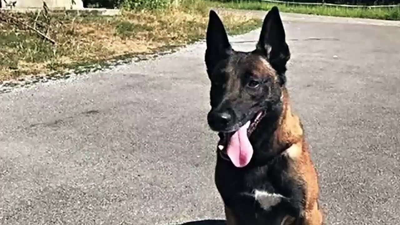 Ponen zapatos a los perros policiales en Viena y Zúrich por la brutal ola de calor