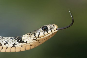 Esta china atrapa con sus manos la serpiente que la mordió y se va con ella al hospital