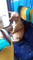El gesto de este conductor hacia un perro callejero que subió a su autobús conmueve las redes
