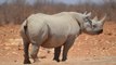 La prueba definitiva del gran poder del rinoceronte