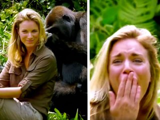 Después de 6 años criando a este gorila, le presenta a su esposa y ella se acerca demasiado