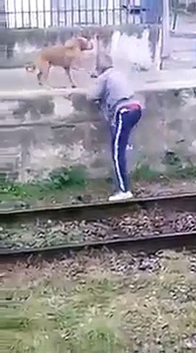 Este borracho le pide a su perro que le ayude a subir un muro y pasa esto…