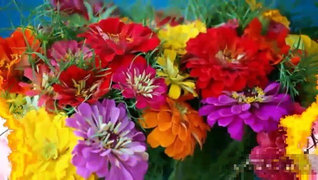 Merry Christmas । Best Merry Christmas Wishes Video