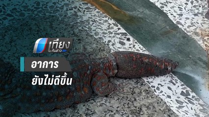 ตุ๊กแกหางบวมอาการไม่ดีขึ้นนำรักษาโรงพยาบาลสัตว์คลองหลวง | เที่ยงทันข่าว
