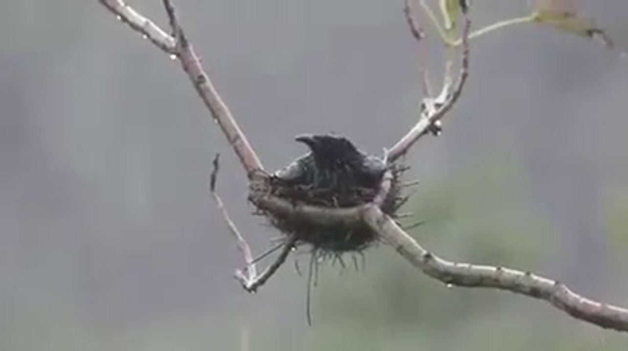 Even  birds are also have feeling's to their families