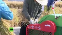 China cosecha con éxito arroz de agua salada que podría alimentar a 80 millones de personas