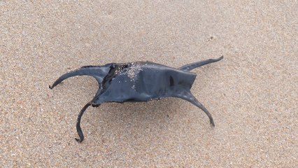 ¿Por qué están apareciendo estos misteriosos 'monederos de sirena' en las playas?