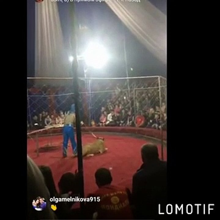 Esta leona ataca en la cabeza a una niña de tres años en un circo
